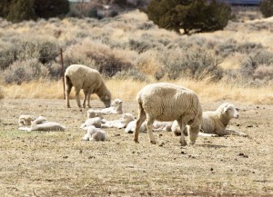 Shepherd - lambs-and-sheep-1113tm-pic-1355