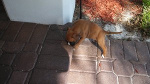 Conquering the Step - 7 wks
