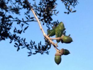 Oaks from Acorns Grow