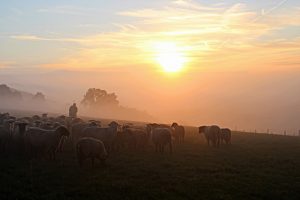 Shepherds