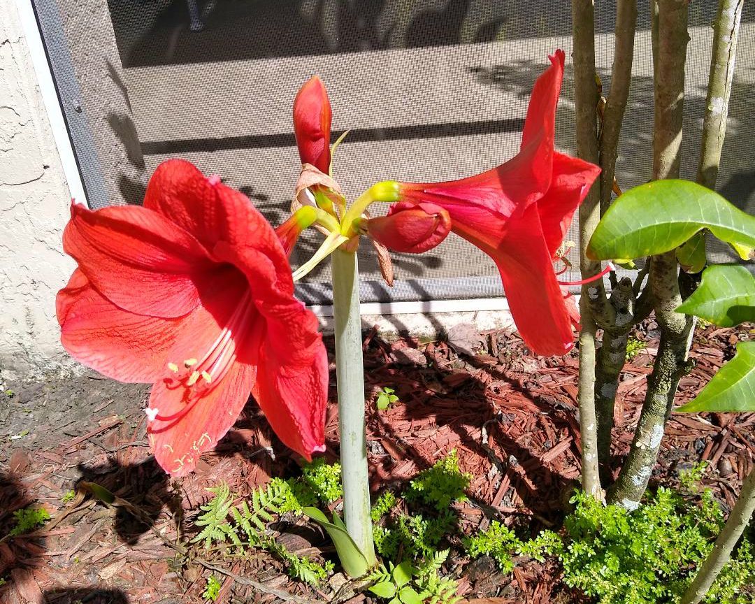 Amaryllis late bloomer