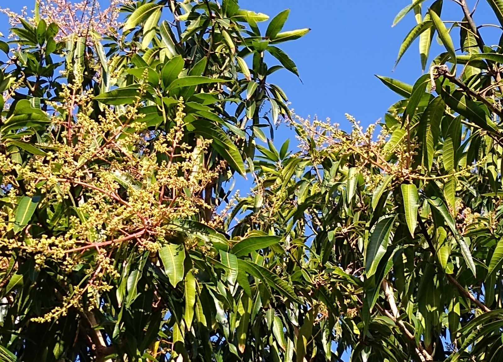 Mango blooms: odor or aroma