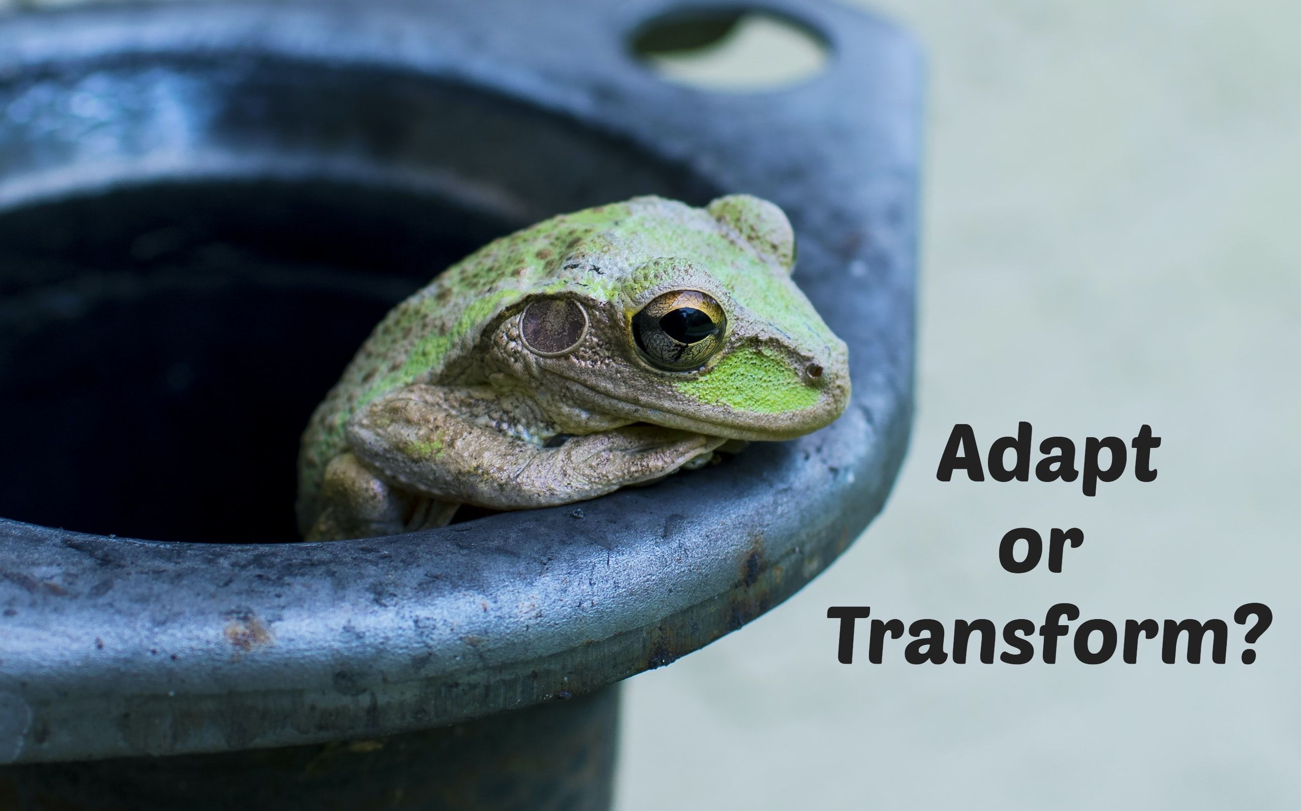 Frog in pot - Adapt or Transform?