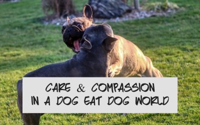 Care & Compassion in a Dog-Eat-Dog World