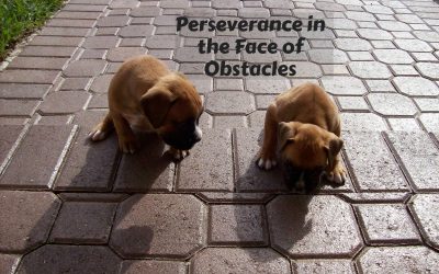 Perseverance in the Face of Obstacles