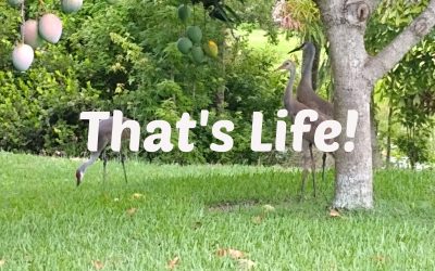 That’s a Balanced Life!