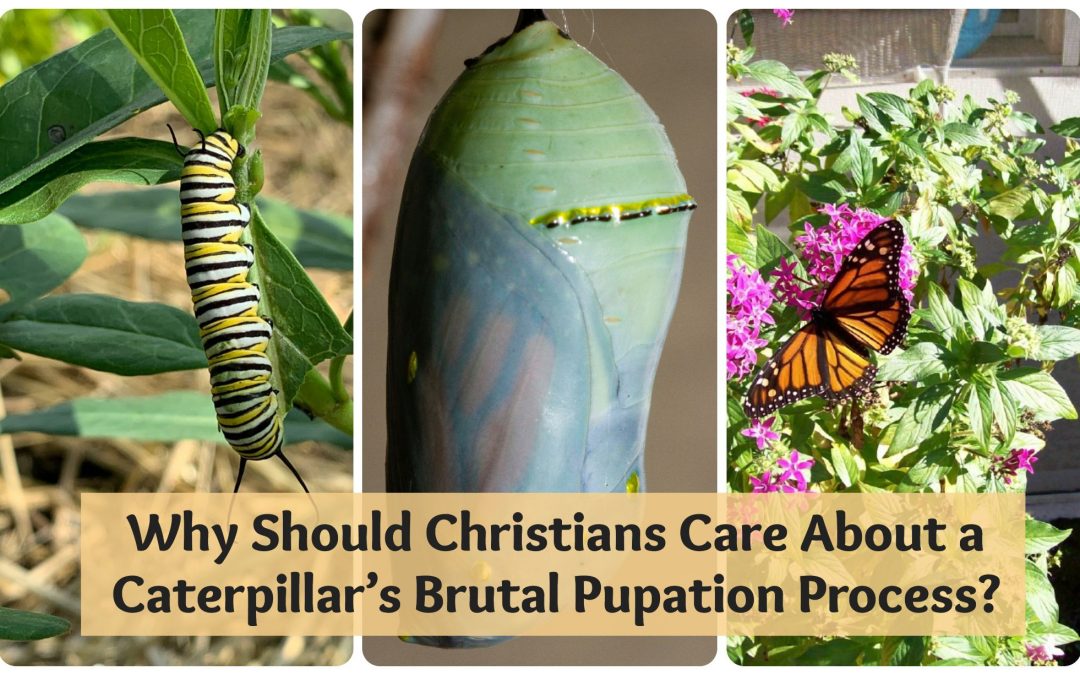 Why Should Christians Care About a Caterpillar Dying to Self?