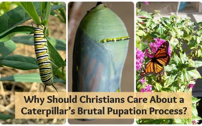 Why Should Christians Care About a Caterpillar Dying to Self?