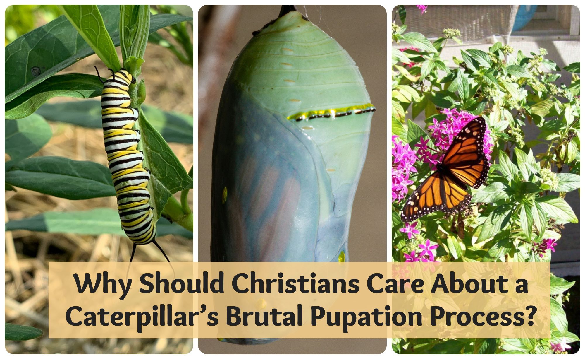 Why should we care about a caterpillar dying to self?
