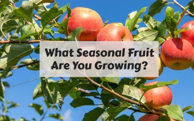 Are You Growing Seasonal Fruit?