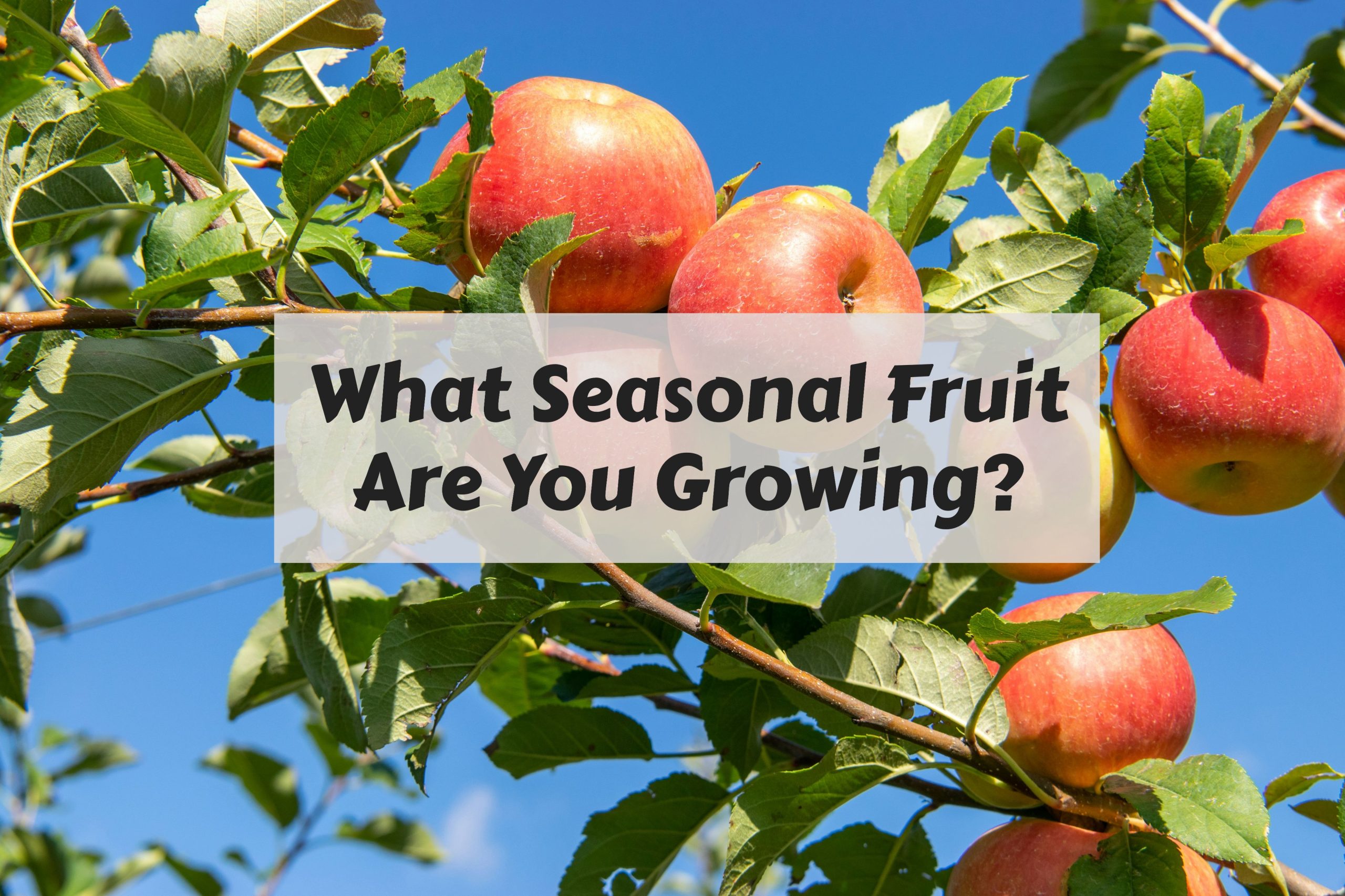 seasonal fruit